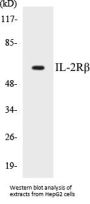 IL-2Rbeta Colorimetric Cell-Based ELISA Kit