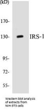 IRS-1 Colorimetric Cell-Based ELISA Kit