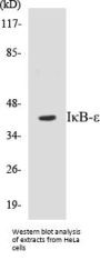 IkappaB-epsilon Colorimetric Cell-Based ELISA Kit