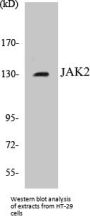 JAK2 Colorimetric Cell-Based ELISA Kit