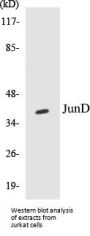 JunD Colorimetric Cell-Based ELISA Kit