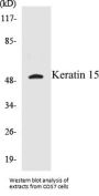 Keratin 15 Colorimetric Cell-Based ELISA Kit