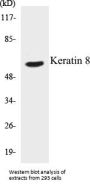Keratin 8 Colorimetric Cell-Based ELISA Kit