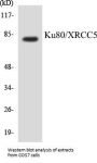 Ku80/XRCC5 Colorimetric Cell-Based ELISA Kit
