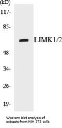 LIMK1/2 Colorimetric Cell-Based ELISA Kit