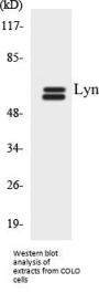 Lyn Colorimetric Cell-Based ELISA Kit