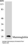Mammaglobin Colorimetric Cell-Based ELISA Kit