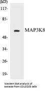 MAP3K8 Colorimetric Cell-Based ELISA Kit