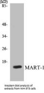 MART-1 Colorimetric Cell-Based ELISA Kit