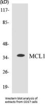 MCL1 Colorimetric Cell-Based ELISA Kit