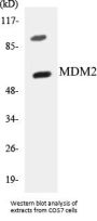 MDM2 Colorimetric Cell-Based ELISA Kit