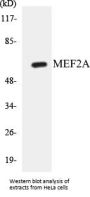 MEF2A Colorimetric Cell-Based ELISA Kit