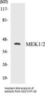 MEK1/2 Colorimetric Cell-Based ELISA Kit