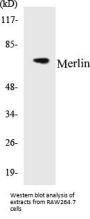 Merlin Colorimetric Cell-Based ELISA Kit