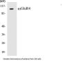 mGluR4 Colorimetric Cell-Based ELISA Kit