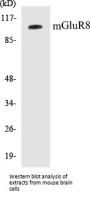 mGluR8 Colorimetric Cell-Based ELISA Kit