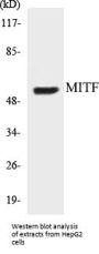MITF Colorimetric Cell-Based ELISA Kit