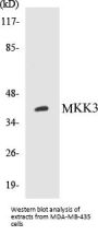 MKK3 Colorimetric Cell-Based ELISA Kit