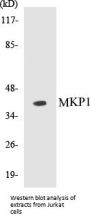 MKP1 Colorimetric Cell-Based ELISA Kit