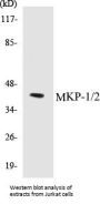 MKP-1/2 Colorimetric Cell-Based ELISA Kit