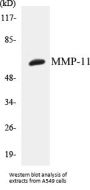 MMP-11 Colorimetric Cell-Based ELISA Kit
