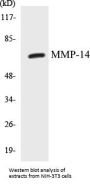 MMP-14 Colorimetric Cell-Based ELISA Kit