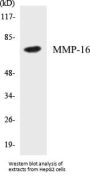 MMP-16 Colorimetric Cell-Based ELISA Kit