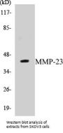 MMP-23 Colorimetric Cell-Based ELISA Kit