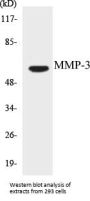 MMP-3 Colorimetric Cell-Based ELISA Kit