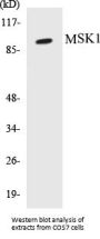 MSK1 Colorimetric Cell-Based ELISA Kit