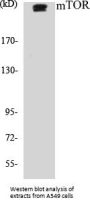 Mtor Colorimetric Cell-Based ELISA Kit