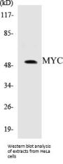 MYC Colorimetric Cell-Based ELISA Kit