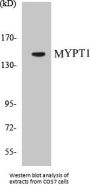 MYPT1 Colorimetric Cell-Based ELISA Kit
