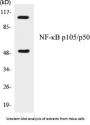 NF-kappaB p105/p50 Colorimetric Cell-Based ELISA Kit