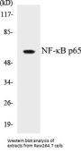 NF-kappaB p65 Colorimetric Cell-Based ELISA Kit