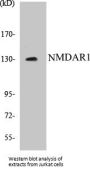 NMDAR1 Colorimetric Cell-Based ELISA Kit