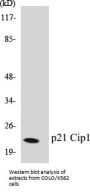 p21 Cip1 Colorimetric Cell-Based ELISA Kit