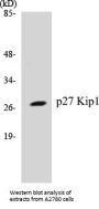 p27 Kip1 Colorimetric Cell-Based ELISA Kit