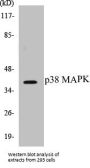 p38 MAPK Colorimetric Cell-Based ELISA Kit