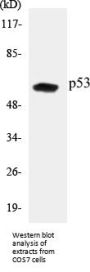 p53 Colorimetric Cell-Based ELISA Kit