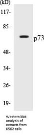 p73 Colorimetric Cell-Based ELISA Kit