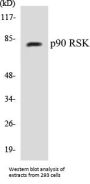 p90 RSK Colorimetric Cell-Based ELISA Kit