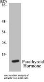 Parathyroid Hormone Colorimetric Cell-Based ELISA Kit