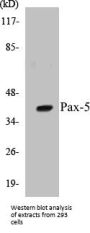 Pax-5 Colorimetric Cell-Based ELISA Kit