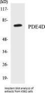 PDE4D Colorimetric Cell-Based ELISA Kit