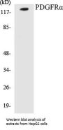 PDGFRalpha Colorimetric Cell-Based ELISA Kit