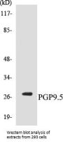 PGP9.5 Colorimetric Cell-Based ELISA Kit
