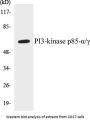 PI3-kinase p85-alpha/gamma Colorimetric Cell-Based ELISA Kit