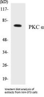 PKC alpha Colorimetric Cell-Based ELISA Kit