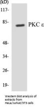 PKC epsilon Colorimetric Cell-Based ELISA Kit